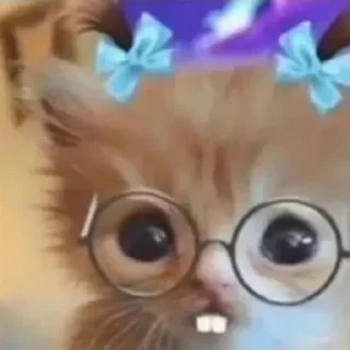 🤓 emoji cursed kittens  @satori_666 Telegram sticker 15 of 120