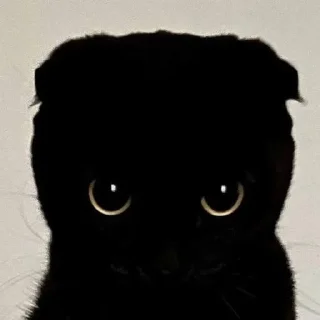 cursed kittens  @satori_666 sticker 4
