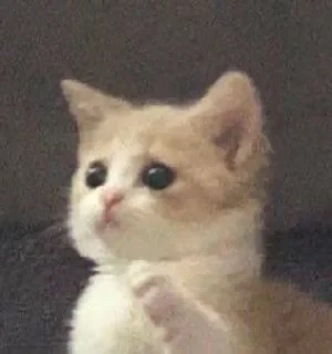 🥹 emoji cursed kittens  @satori_666 Telegram sticker 5 of 120