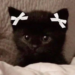 cursed kittens  @satori_666 sticker 3