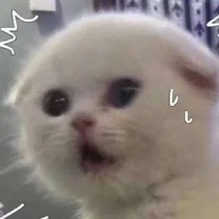 😨 emoji cursed kittens  @satori_666 Telegram sticker 6 of 120