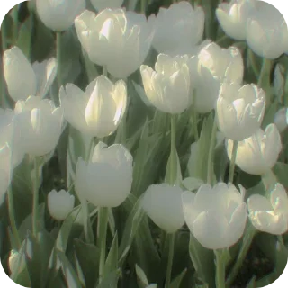 🌟 emoji Одадоза Telegram sticker 8 of 15