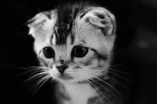Sticker from Animals Mood @TVstickers