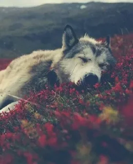 Sticker from Animals Mood @TVstickers