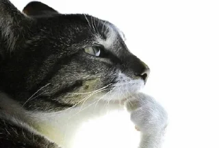 🌟 emoji Картинки с комментов в тт Telegram sticker 6 of 29