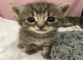 🌟 emoji Картинки с комментов в тт Telegram sticker 22 of 29