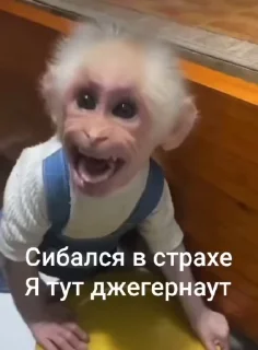 🌟 emoji Крутые бибизяны Telegram sticker 9 of 120