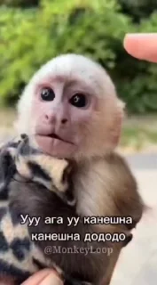 🌟 emoji Крутые бибизяны Telegram sticker 16 of 120