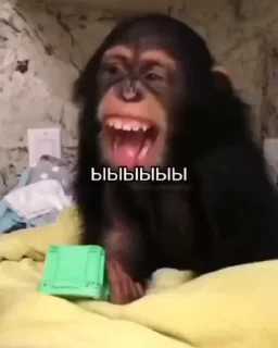 🌟 emoji Крутые бибизяны Telegram sticker 19 of 120