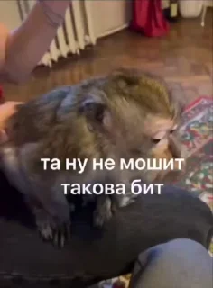 🌟 emoji Крутые бибизяны Telegram sticker 6 of 120