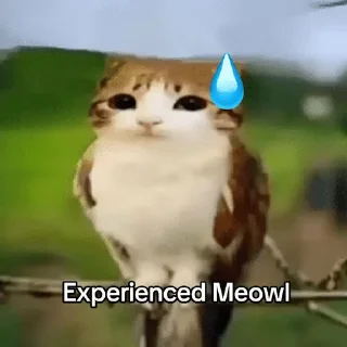 🌟 emoji Meowl-by-@release_owner0 Telegram sticker 13 of 50