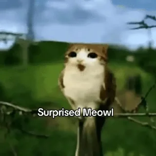 🌟 emoji Meowl-by-@release_owner0 Telegram sticker 11 of 50