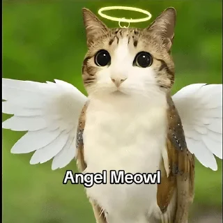 🌟 emoji Meowl-by-@release_owner0 Telegram sticker 3 of 50