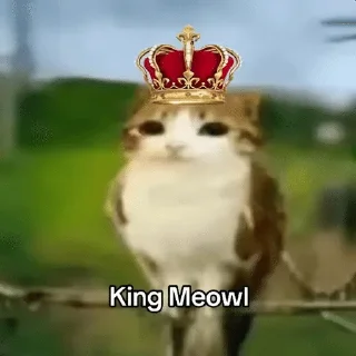 🌟 emoji Meowl-by-@release_owner0 Telegram sticker 9 of 50