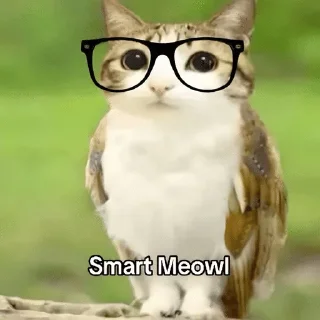 🌟 emoji Meowl-by-@release_owner0 Telegram sticker 16 of 50