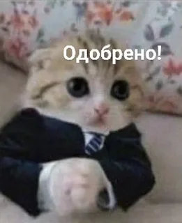 😌 emoji Мяяу🐈💓 (by @tayaays) Telegram sticker 11 of 18