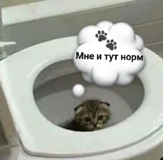 💭 emoji Мяяу🐈💓 (by @tayaays) Telegram sticker 6 of 18