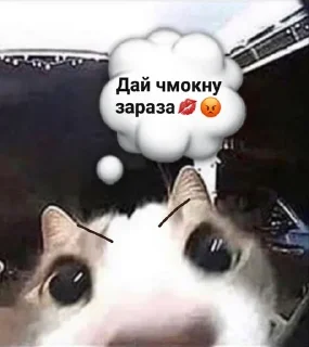 💋 emoji Мяяу🐈💓 (by @tayaays) Telegram sticker 8 of 18