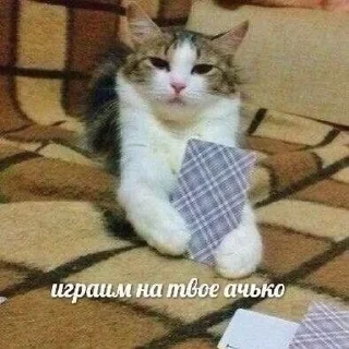 🃏 emoji Мяяу🐈💓 (by @tayaays) Telegram sticker 9 of 18