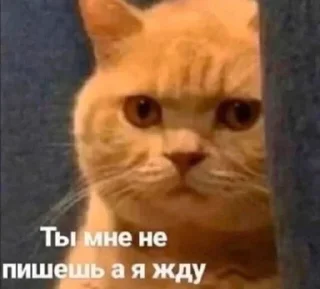 🥺 emoji Жопные приключения Telegram sticker 22 of 67
