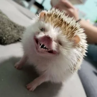 😁 emoji Жопные приключения Telegram sticker 23 of 67