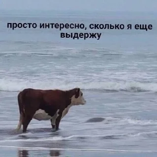 😃 emoji Жопные приключения Telegram sticker 20 of 67