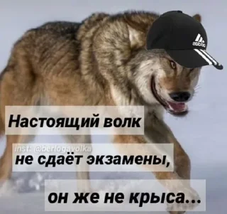 😏 emoji Жопные приключения Telegram sticker 7 of 67
