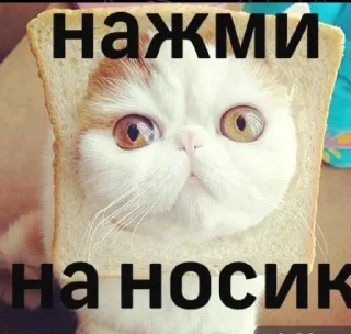 Sticker from Как дела?