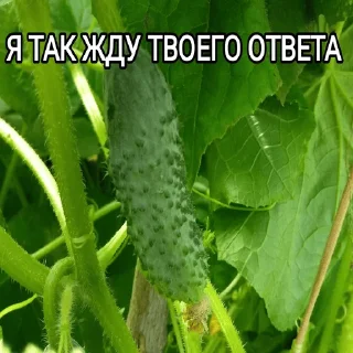 😰 emoji ОДИНОЧЕСТВО Telegram sticker 21 of 52