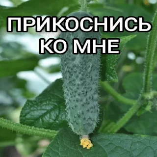 😩 emoji ОДИНОЧЕСТВО Telegram sticker 4 of 52