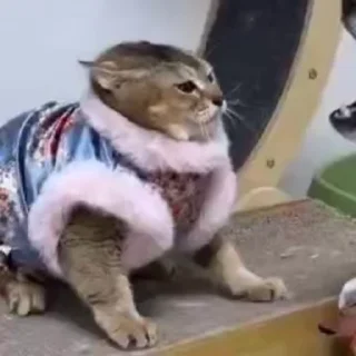 Mei Mei Cat sticker 4