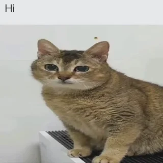 Mei Mei Cat sticker 1