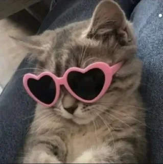 Котик @PoLiXsDx116896 sticker 4