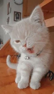 Котик @PoLiXsDx116896 sticker 3