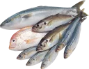 Sticker from Рыба