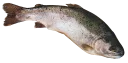 Sticker from Рыба