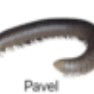 👍 emoji Pavel Dyrovvv Telegram sticker 13 of 28