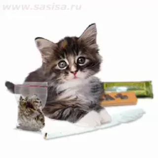 💋 emoji шка Telegram sticker 8 of 45