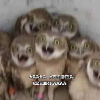 😱 emoji ПИЗДЕЦ НАХУЙ БЛЯТЬ Telegram sticker 16 of 43