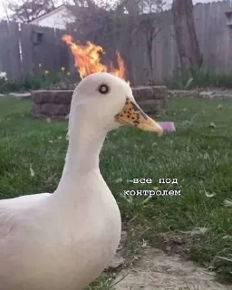 🫡 emoji ПИЗДЕЦ НАХУЙ БЛЯТЬ Telegram sticker 21 of 43