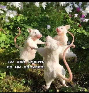 🐁 emoji ПИЗДЕЦ НАХУЙ БЛЯТЬ Telegram sticker 8 of 43