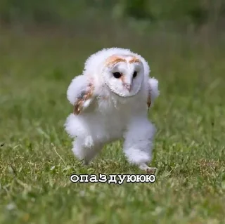 🏃‍♀ emoji ПИЗДЕЦ НАХУЙ БЛЯТЬ Telegram sticker 12 of 43