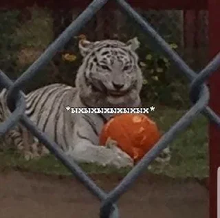 😁 emoji ПИЗДЕЦ НАХУЙ БЛЯТЬ Telegram sticker 22 of 47