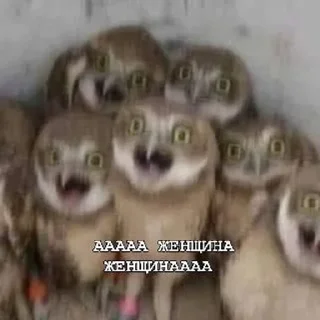 😱 emoji ПИЗДЕЦ НАХУЙ БЛЯТЬ Telegram sticker 16 of 47