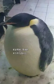 🥶 emoji ПИЗДЕЦ НАХУЙ БЛЯТЬ Telegram sticker 13 of 47