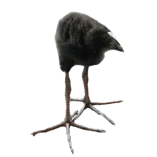 🐦 emoji @FULLSITION <- БОЛЬШЕ Telegram sticker 7 of 57
