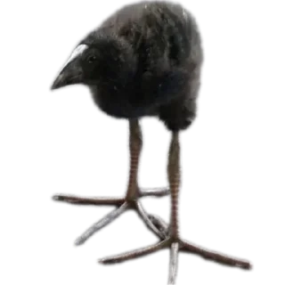 🐦 emoji @FULLSITION <- БОЛЬШЕ Telegram sticker 8 of 57