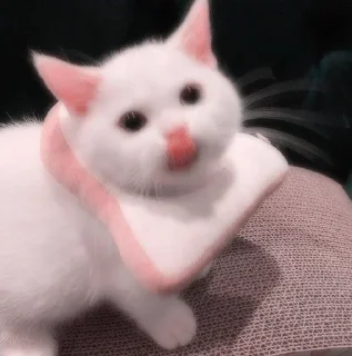🐈 emoji @magickittenbaby Telegram sticker 5 of 21
