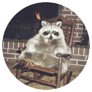 👿 emoji 🦝 Telegram sticker 7 of 51