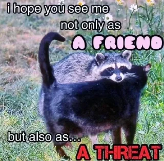 Sticker from 🦝 Racoon life 🦝